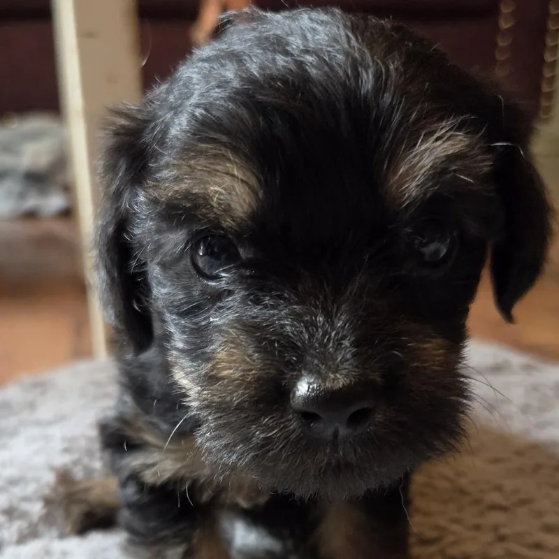 A baby small-sized female Black Poodle dog named Crackers for adoption in Raleigh, NC