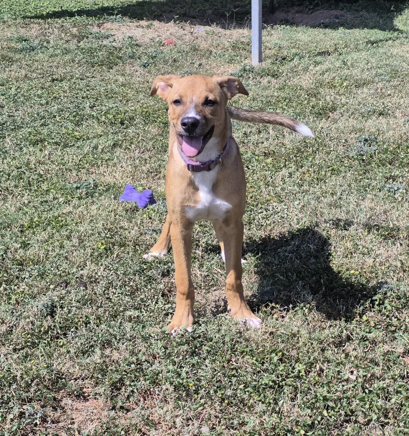 A young medium-sized male Mixed Breed dog named Salsa for adoption in Schertz, TX