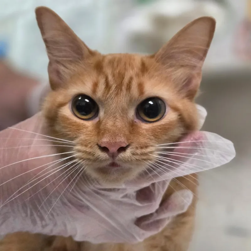 An adult medium-sized female Orange / Red Domestic Medium Hair cat named SheRa for adoption in Charleston, WV