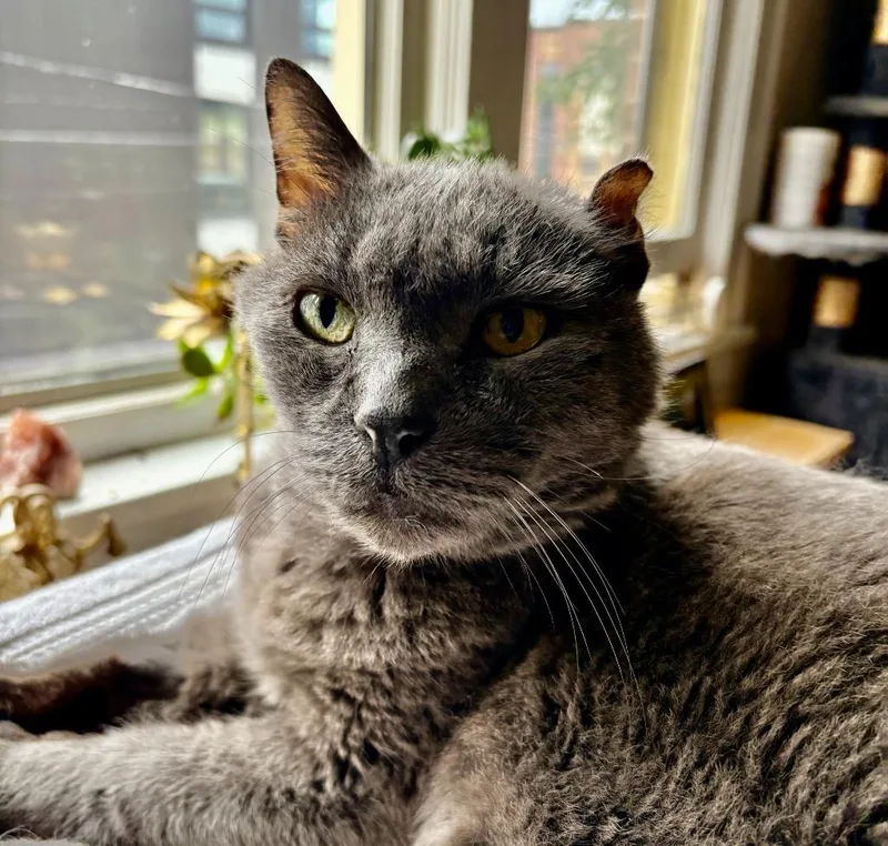 A senior large-sized male Domestic Short Hair cat named Smokey Joe  Cookie for adoption in Minneapolis, MN