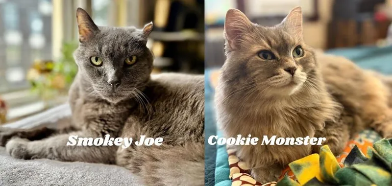 Smokey Joe  Cookie thumbnail 2
