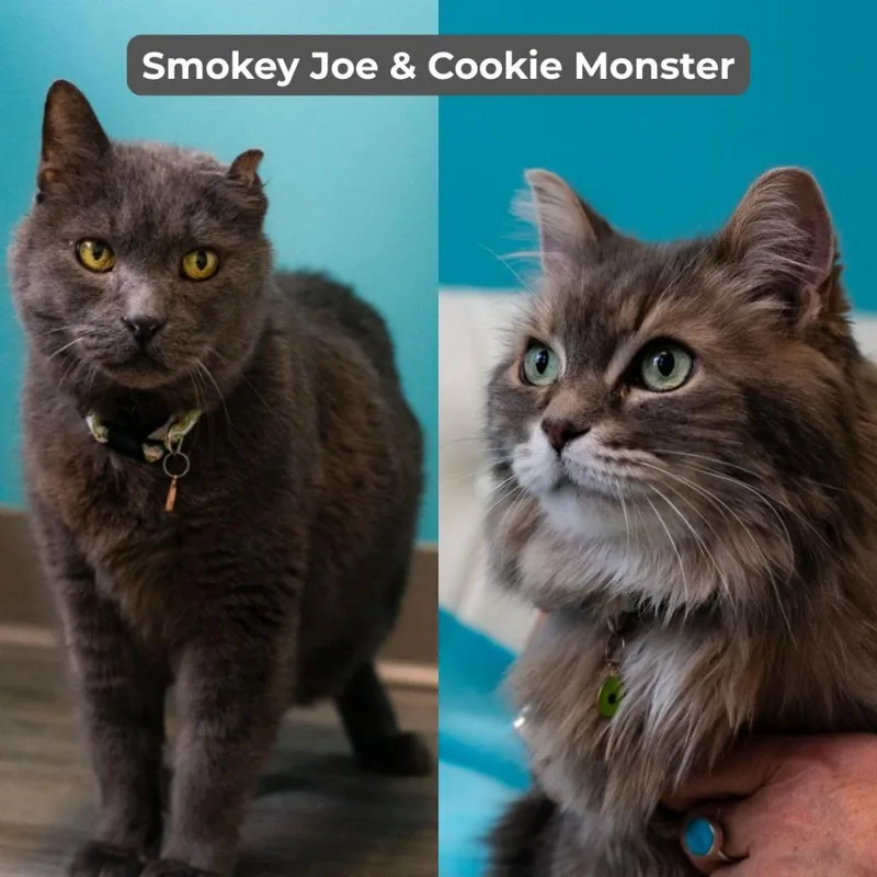 Smokey Joe  Cookie thumbnail 3