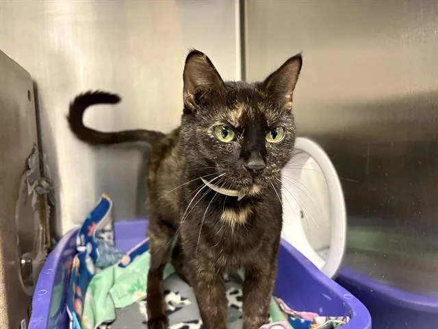A young medium-sized female Domestic Short Hair cat named Mama for adoption in Kent, WA