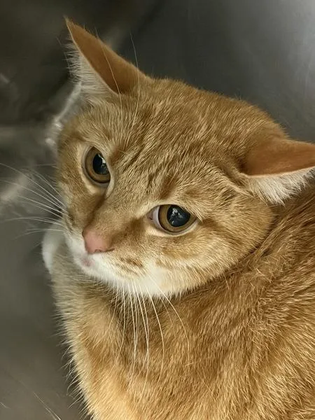 A young medium-sized female Domestic Short Hair cat named Broccoli for adoption in Canton, GA