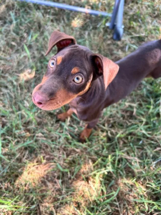 Percy