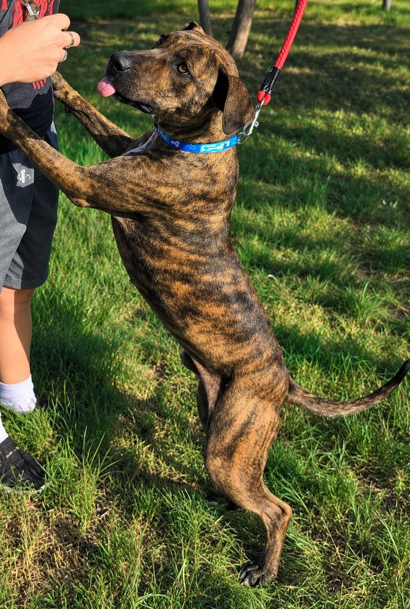 A young medium-sized male Brindle Terrier dog named Odie for adoption in Sheridan, TX
