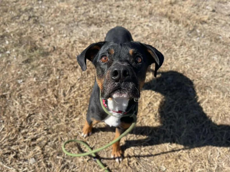An adult medium-sized male Black Rottweiler dog named Dustin for adoption in Center Point, TX