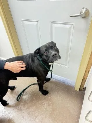 An adult extra large-sized male Pit Bull Terrier dog named Cheddar for adoption in South Bend, IN