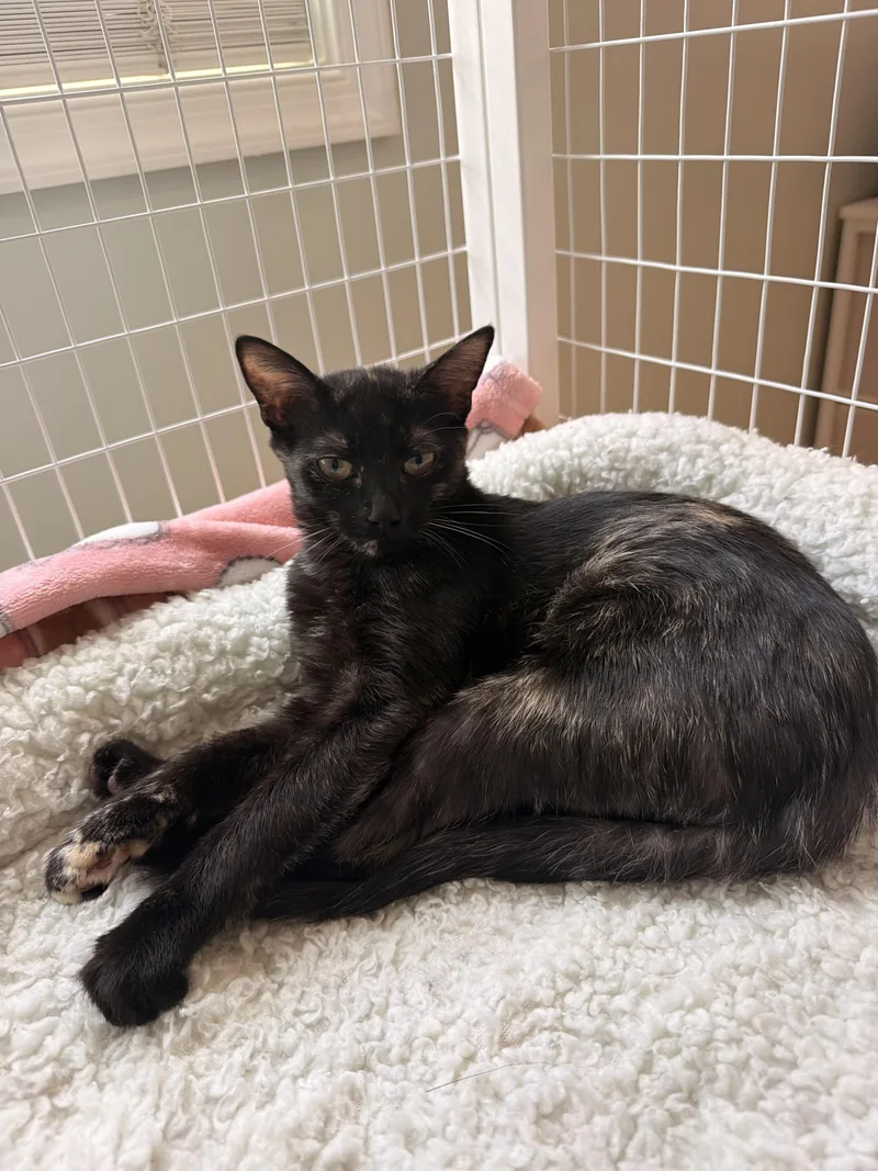 A baby medium-sized female Tortoiseshell cat named Biscotti for adoption in Suffolk, VA