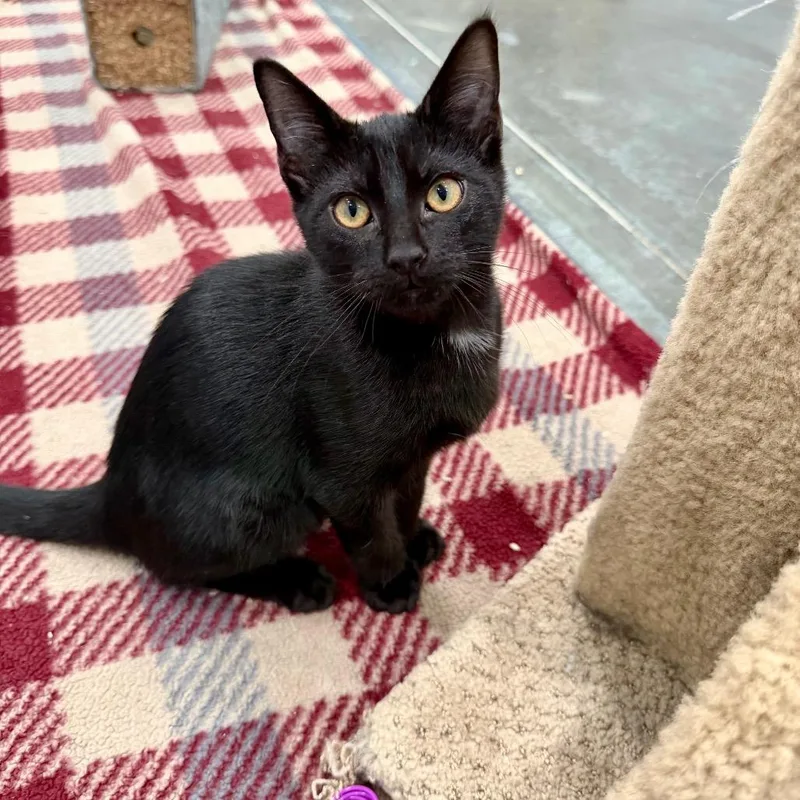 A baby small-sized male Domestic Short Hair cat named I Spy for adoption in Fairmont, WV