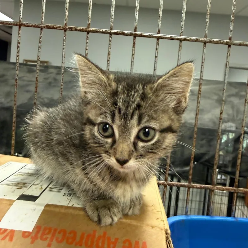 A baby small-sized female Brown / Chocolate Domestic Short Hair cat named Grenda for adoption in Richmond, IN
