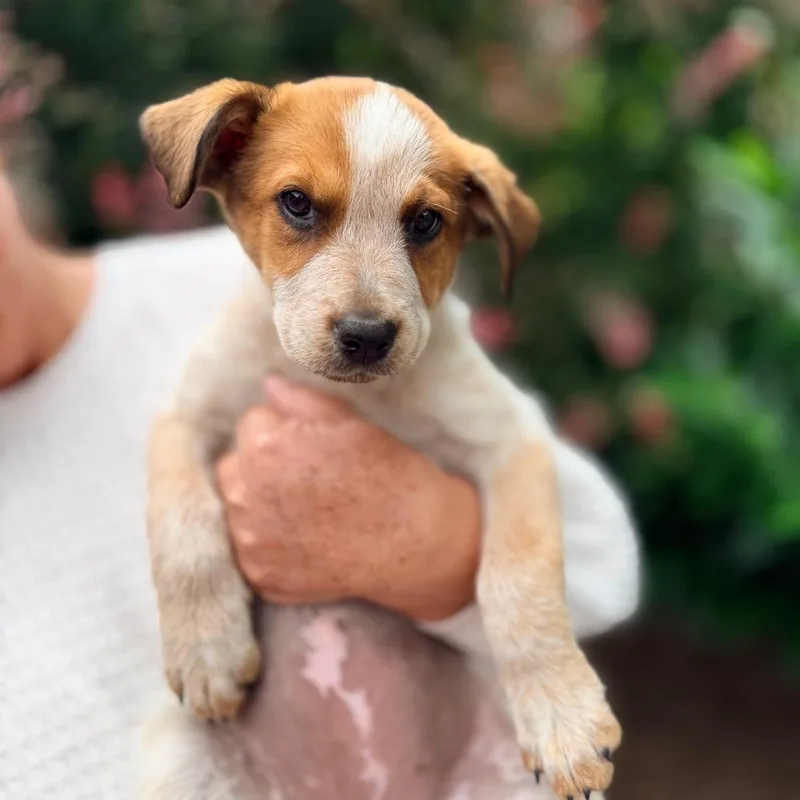 A baby medium-sized female White / Cream Cattle Dog dog named Petal for adoption in Bellingham, WA