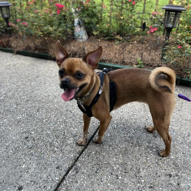 An adult small-sized female Chihuahua dog named Beignet for adoption in New Orleans, LA