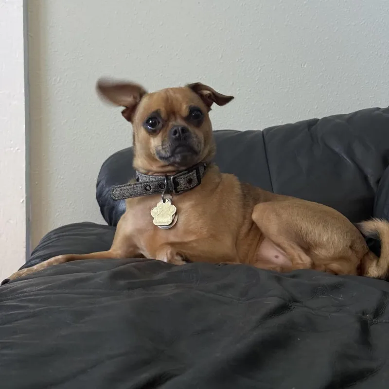 Beignet thumbnail 4