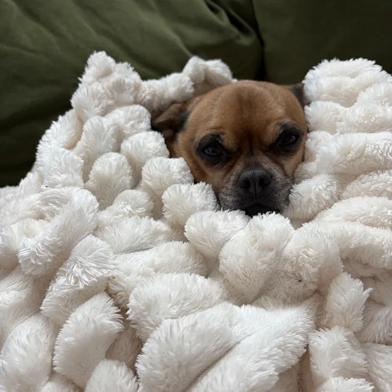 Beignet thumbnail 5