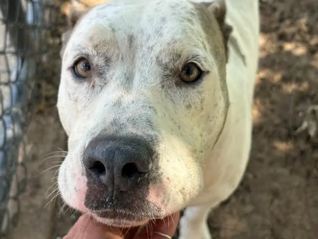 An adult large-sized female Pit Bull Terrier dog named Ahura for adoption in Tulsa, OK