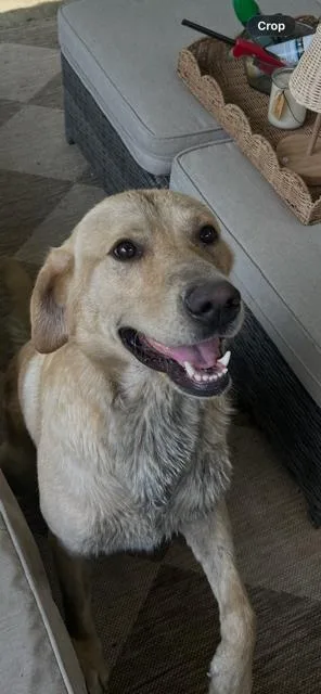 A young large-sized male Mixed Breed dog named Buddy for adoption in Dallas, TX
