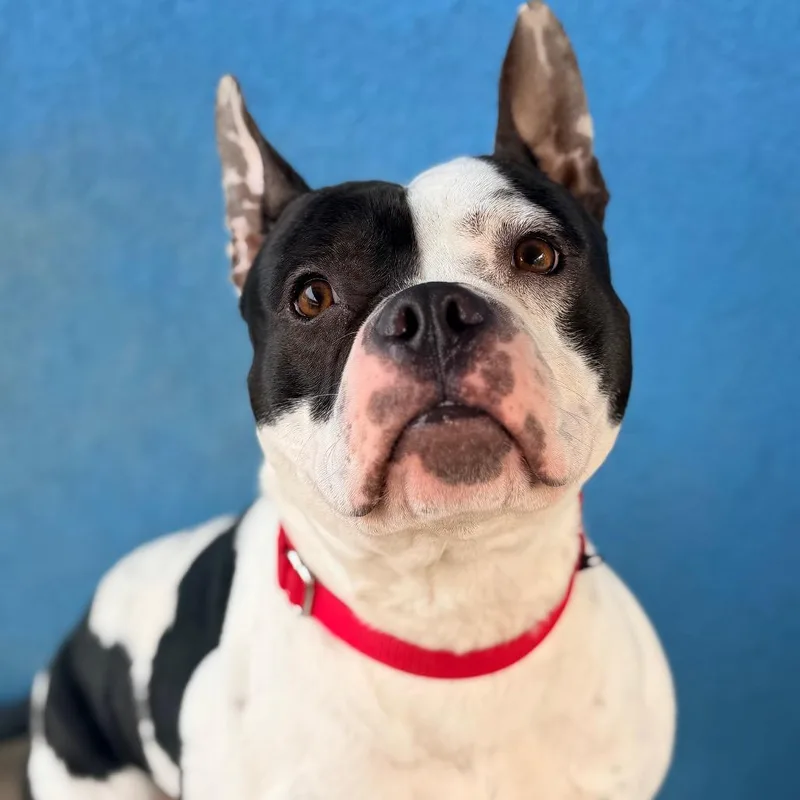 An adult medium-sized male Black Pit Bull Terrier dog named Happy Feet for adoption in Weimar, CA