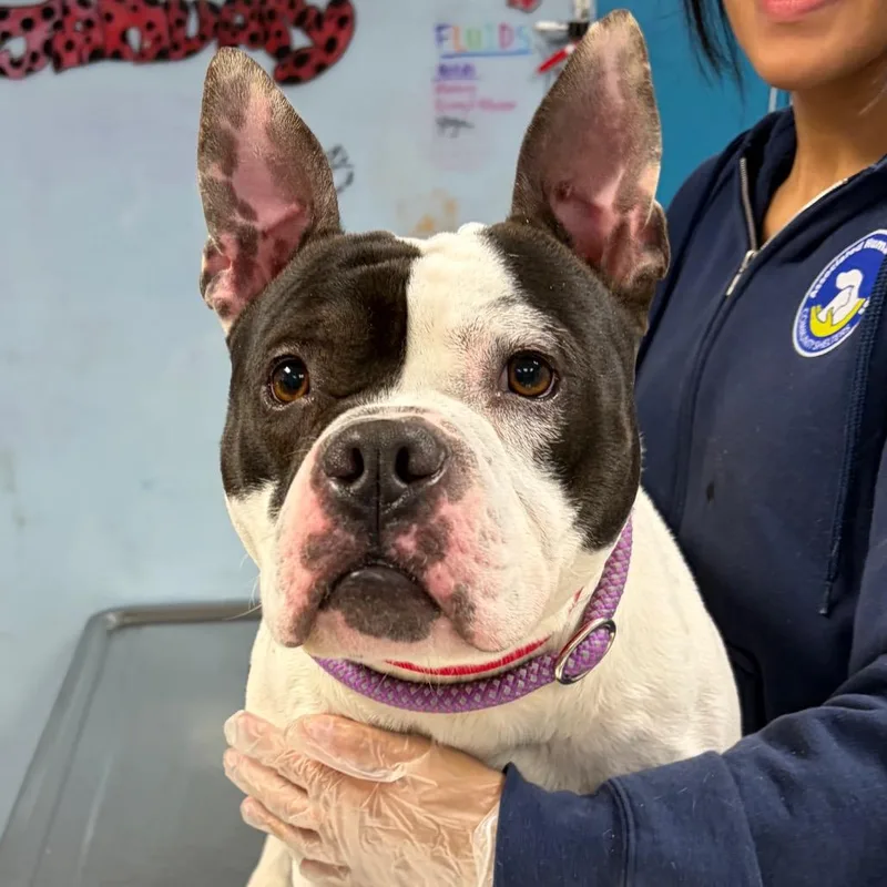 Happy Feet thumbnail 2