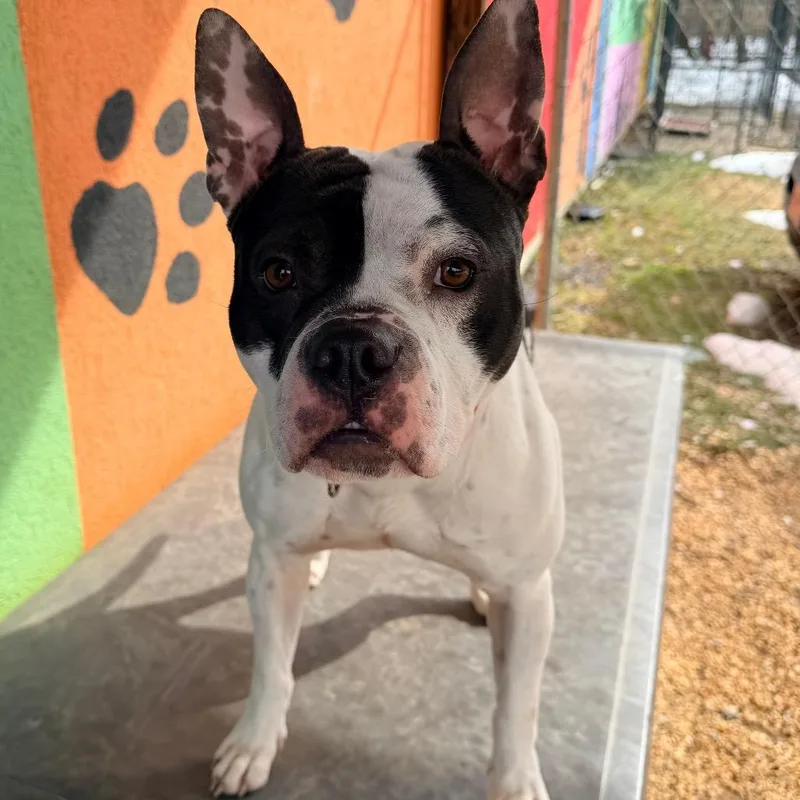 Happy Feet thumbnail 3