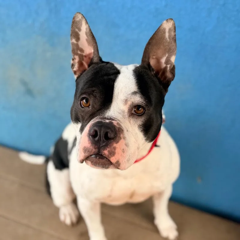 Happy Feet thumbnail 4