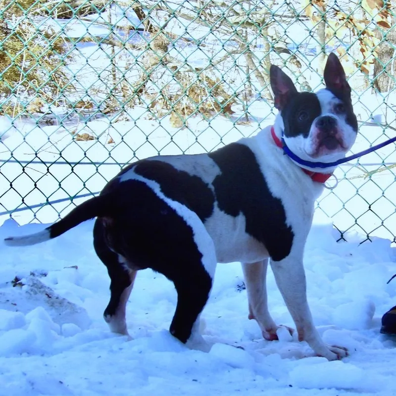 Happy Feet thumbnail 5