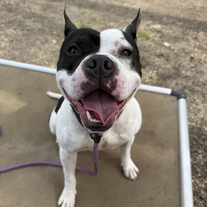 Happy Feet thumbnail 6