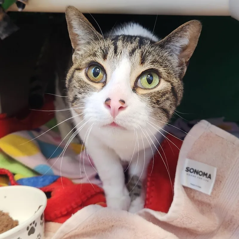 A senior large-sized male White American Shorthair cat named Tigger for adoption in Fort Wayne, IN
