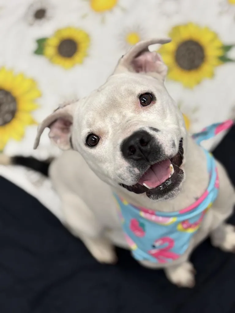 A young medium-sized female American Bulldog dog named Wylie for adoption in Detroit, MI