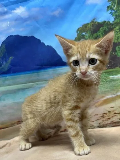 A young small-sized male Domestic Short Hair cat named Ben for adoption in San Antonio, TX