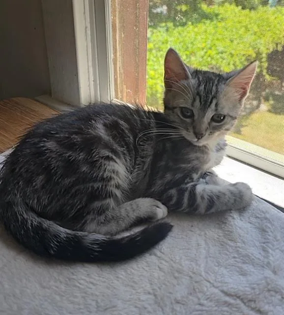 A baby small-sized female Domestic Short Hair cat named Pepper for adoption in Sacramento, CA