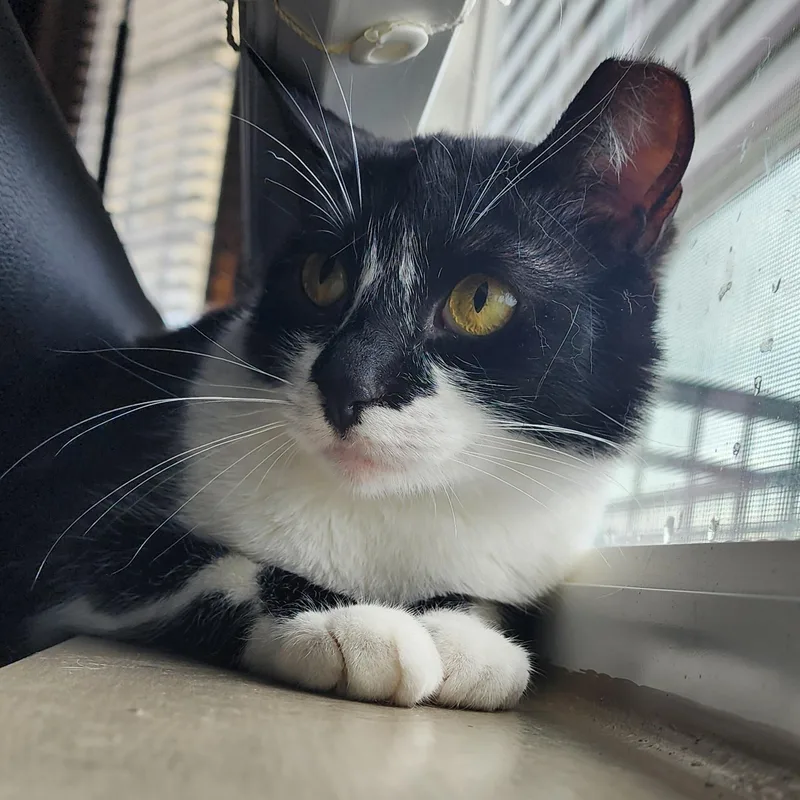 A young medium-sized female Black & White / Tuxedo Domestic Short Hair cat named SeleneBlaze for adoption