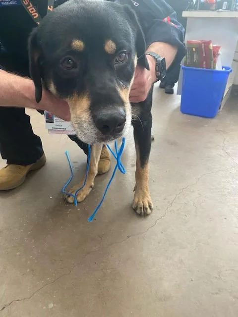 An adult large-sized male Mixed Breed dog named Pj for adoption in Dallas, TX