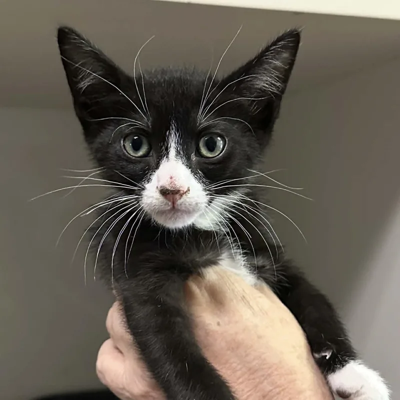 A baby small-sized male Black & White / Tuxedo Domestic Short Hair cat named Zeke for adoption in Antioch, CA