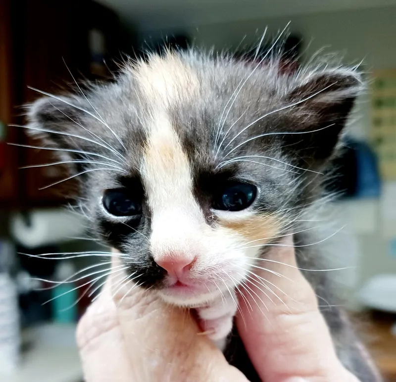 A baby medium-sized female Calico Domestic Short Hair cat named Gumdrop for adoption in Bulverde, TX