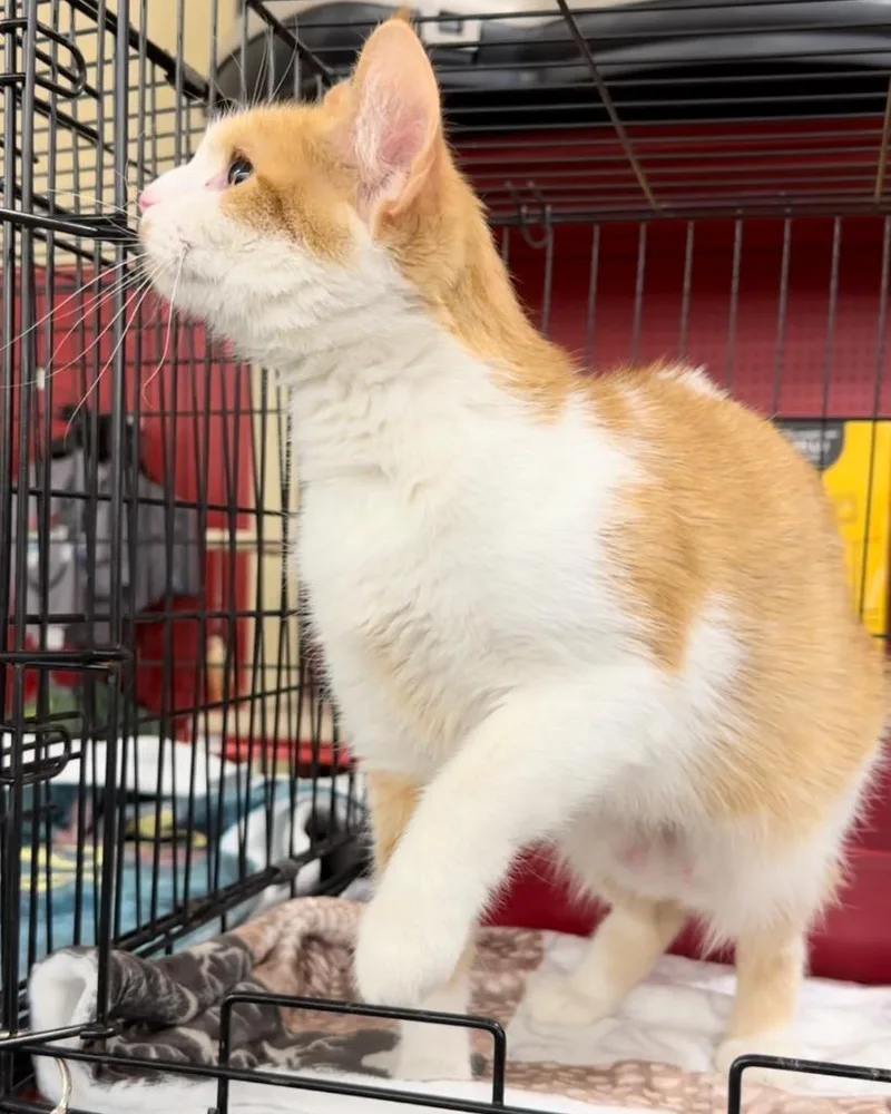 An adult medium-sized female Domestic Short Hair cat named Momma Sherbert Aka Rose for adoption in Ballwin, MO