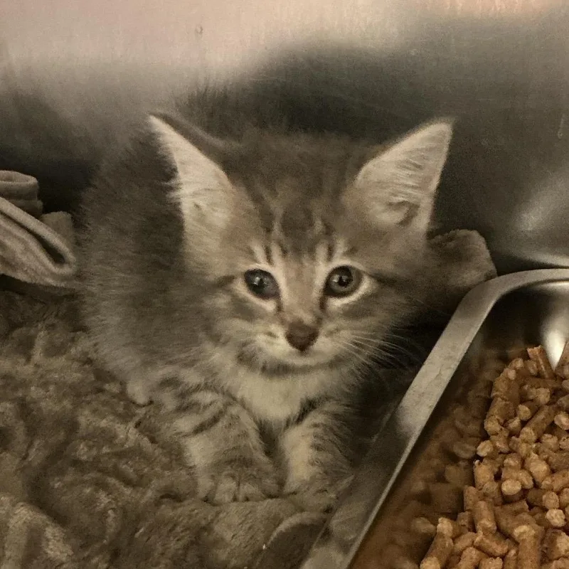 A baby small-sized male Brown / Chocolate Domestic Short Hair cat named Galaxy for adoption in Elizabeth City, NC