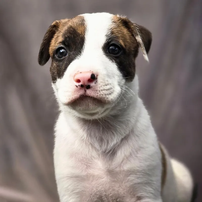 A baby large-sized male Shepherd dog named Chicago Pup  Hounds for adoption in San Diego, CA