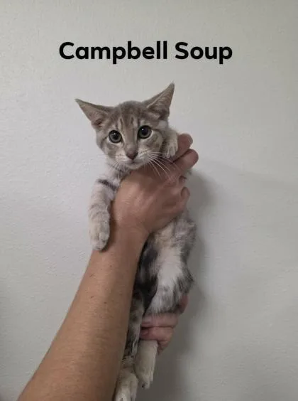 Campbell Soup