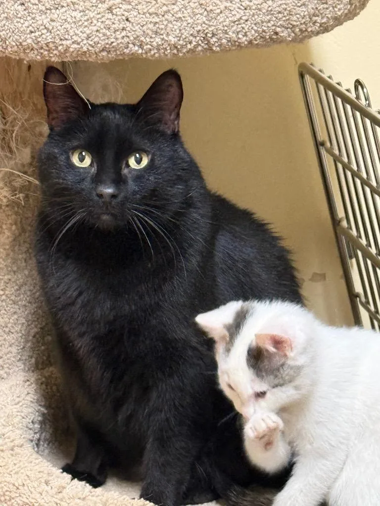 A senior large-sized male Domestic Short Hair cat named Blackie for adoption in Thayne, WY