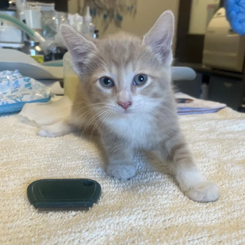 A baby small-sized male Orange / Red Domestic Short Hair cat named Rupaul for adoption in Hinsdale, IL