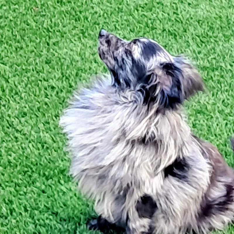 An adult small-sized male Black Pomeranian dog named Benny for adoption in Tacoma, WA