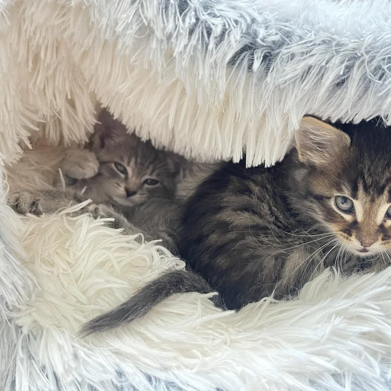 A baby small-sized female Gray / Blue / Silver Domestic Short Hair cat named Ms.Marvel for adoption in Indianapolis, IN