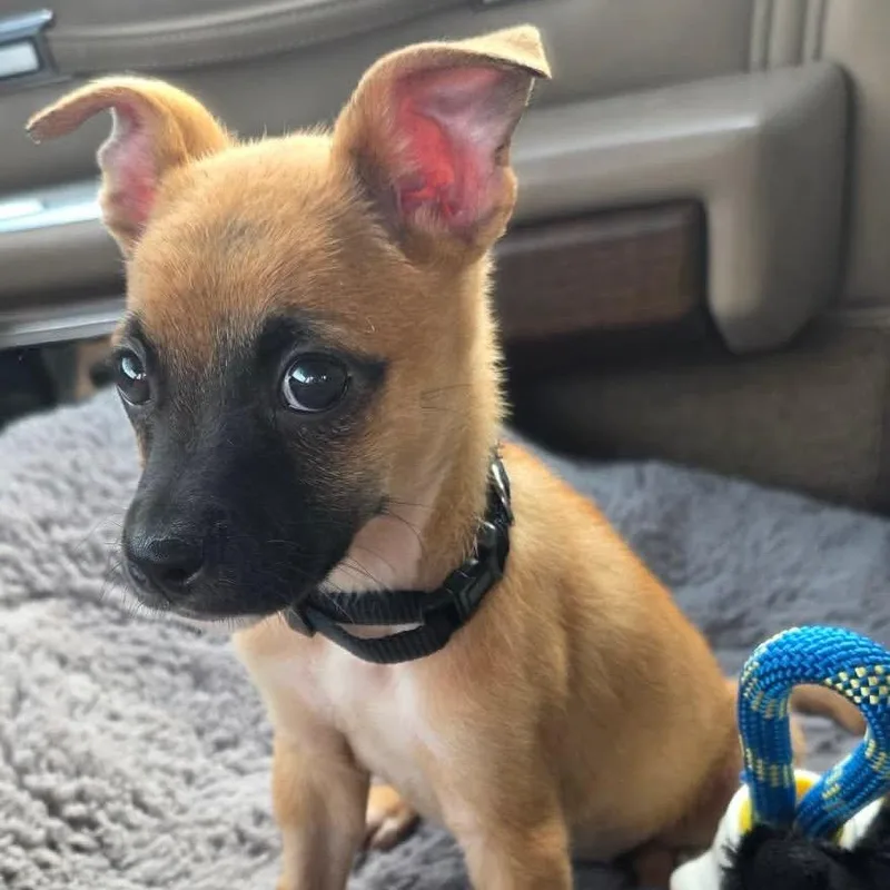 A baby small-sized female Shepherd dog named Celine for adoption in Vassalboro, ME