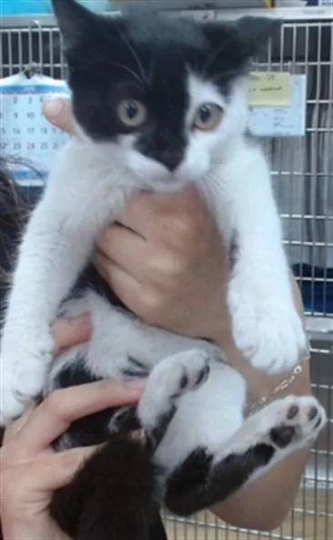 A baby medium-sized female Domestic Short Hair cat named Pixie for adoption in Salinas, CA