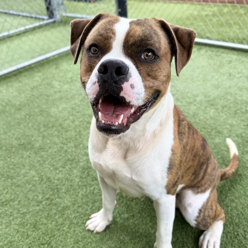 A young medium-sized male Brindle Boxer dog named Arturo for adoption in Hawthorne, CA