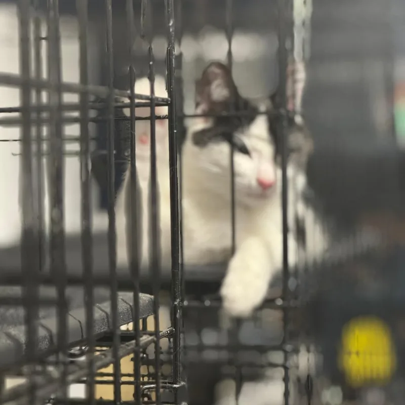 Oatmeal Arc thumbnail 2