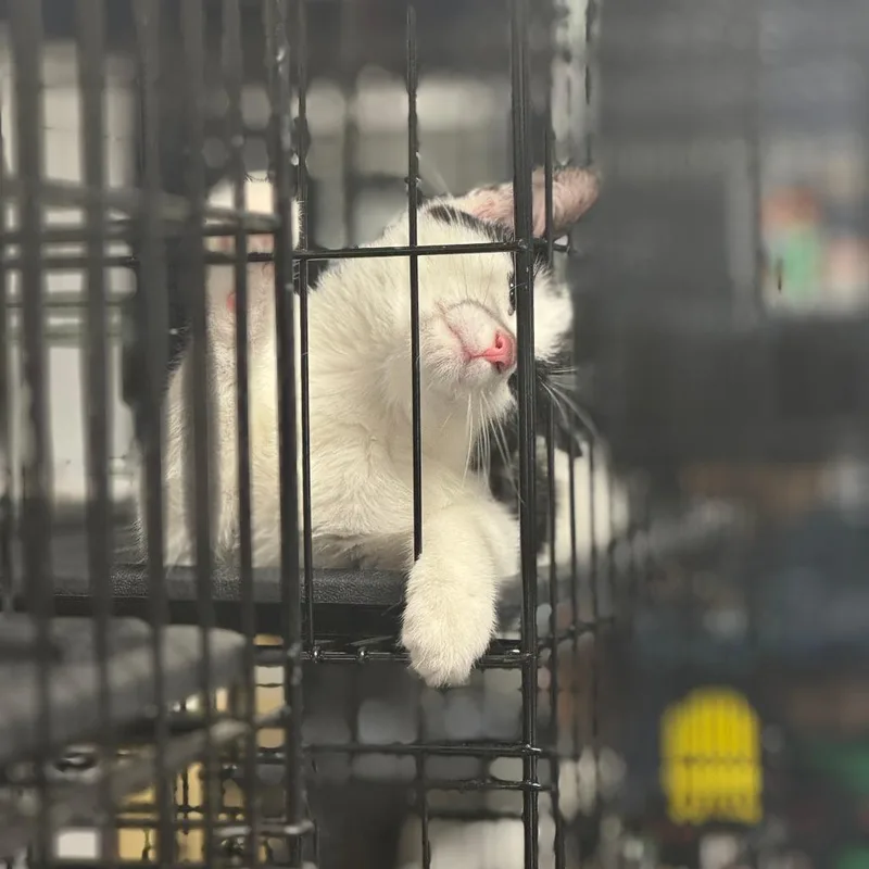 Oatmeal Arc thumbnail 4