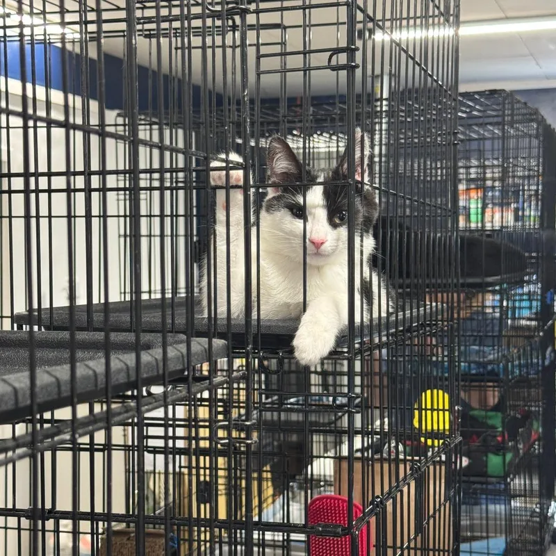 Oatmeal Arc thumbnail 5