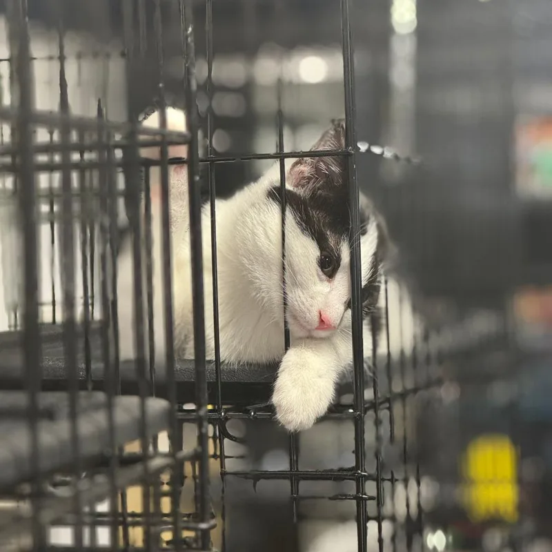 Oatmeal Arc thumbnail 6